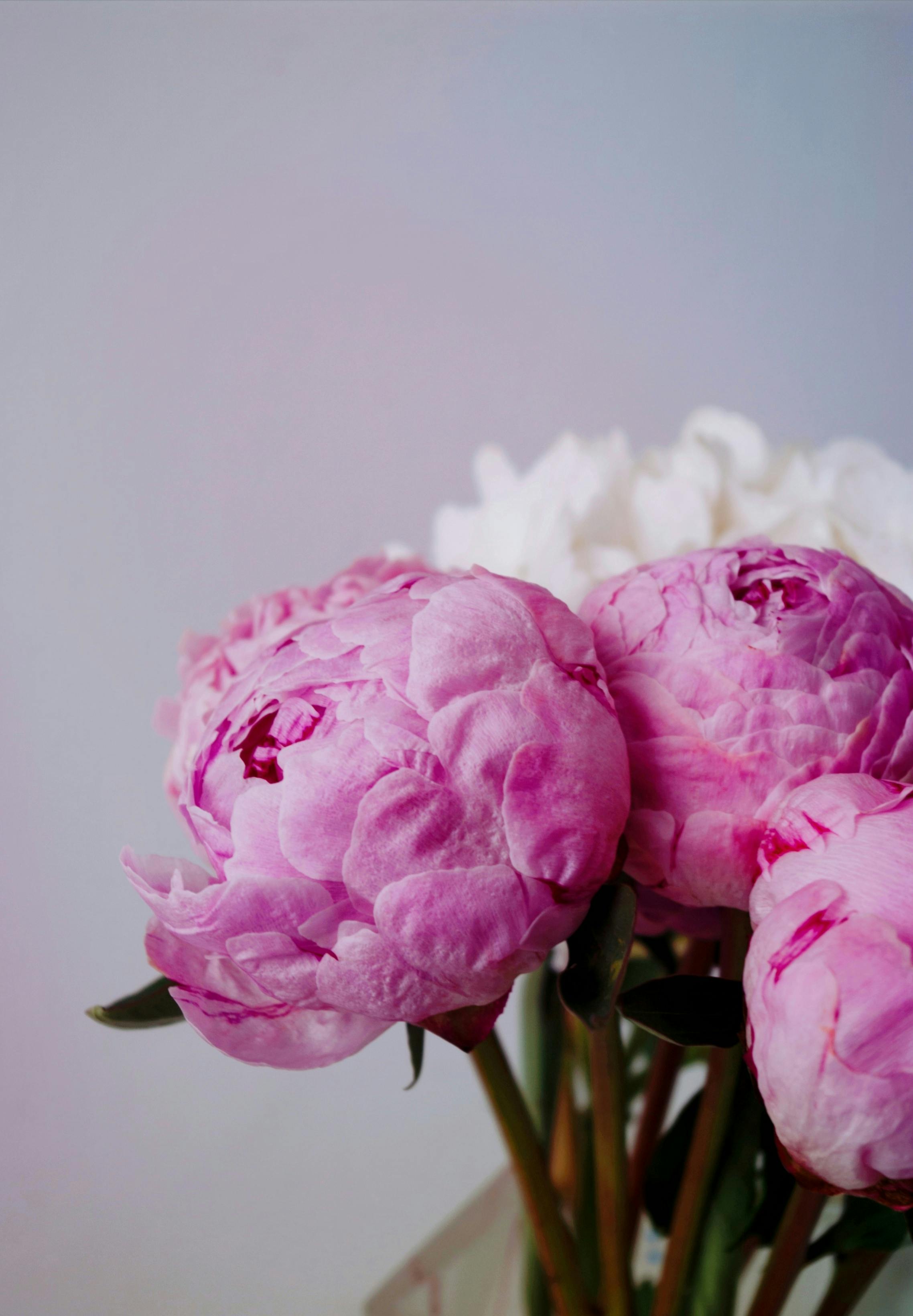 Photo of Cut Peonies in a Net Bag · Free Stock Photo