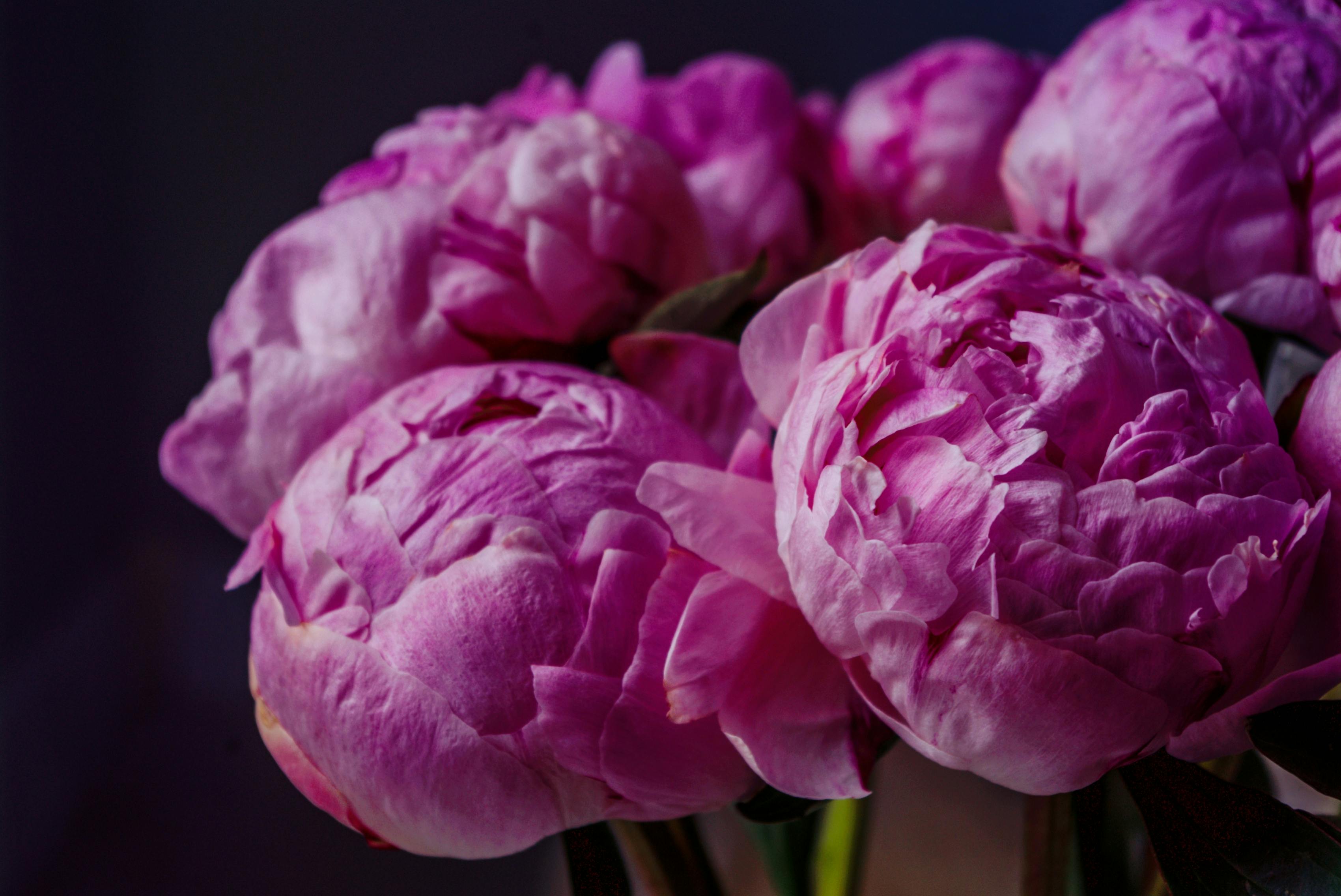 Pink Peony Flowers in Close-Up Photography · Free Stock Photo