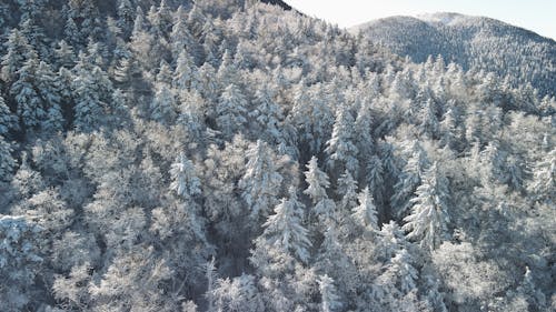 Free Green Pine Trees Covered With Snow Stock Photo