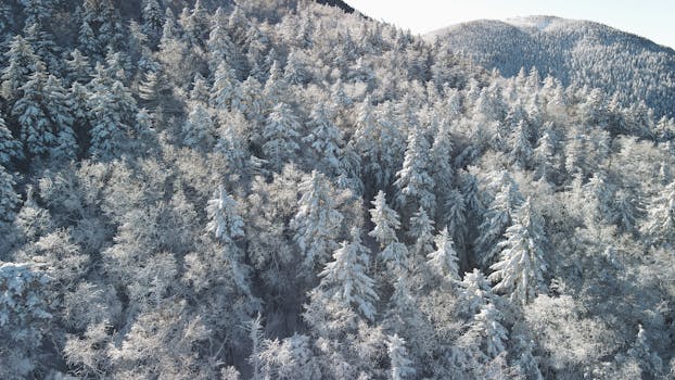 Drone shot capturing a serene snow-covered forest landscape in winter.