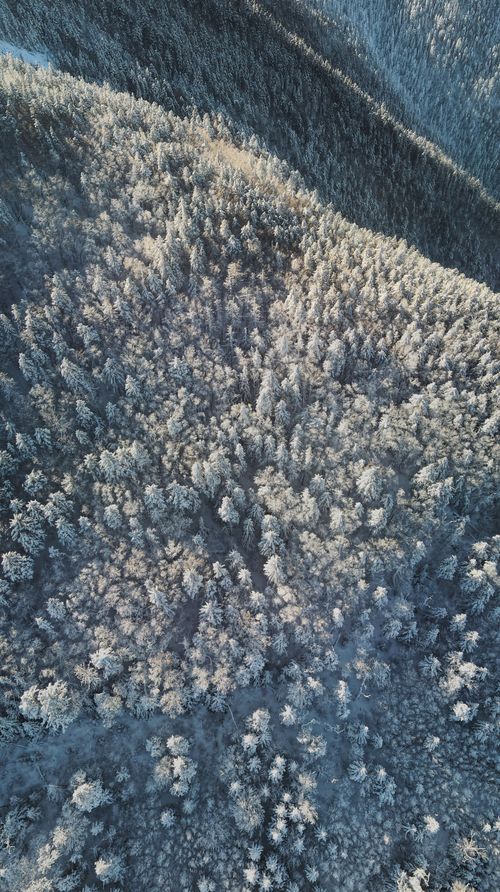 Free A breathtaking aerial shot of a snow-covered pine forest in winter, showcasing the serene beauty of nature. Stock Photo