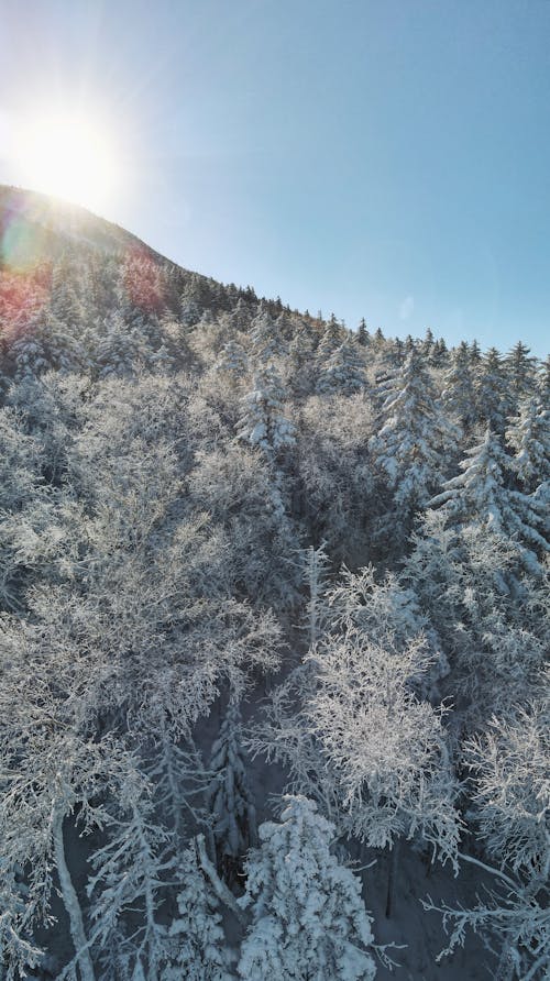 下雪的天氣, 俄國, 冬季 的 免費圖庫相片