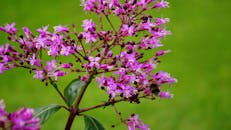 郁郁葱葱的绿色背景下，一只大黄蜂与充满活力的粉红色花朵的特写