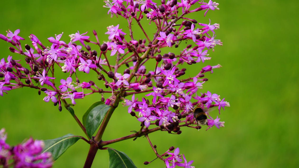 無料 紫の花びらの花のクローズアップ写真 写真素材