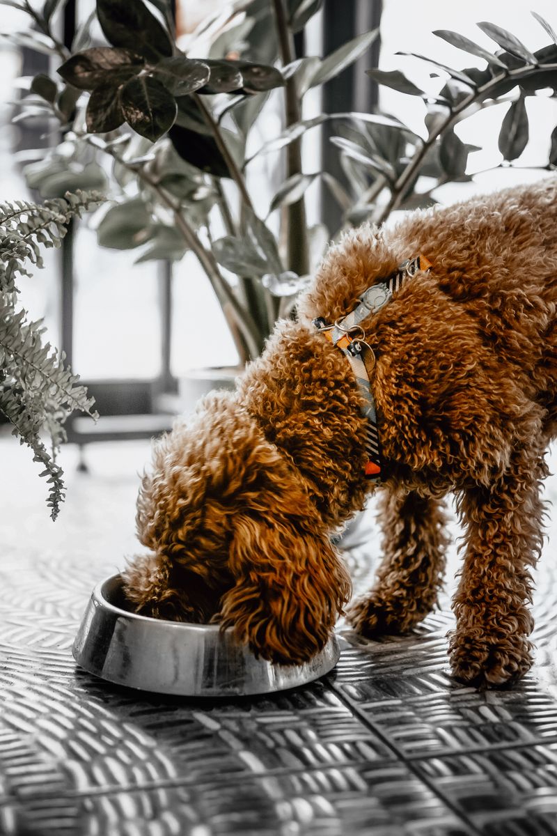 Perro comiendo con ansia de un cuenco