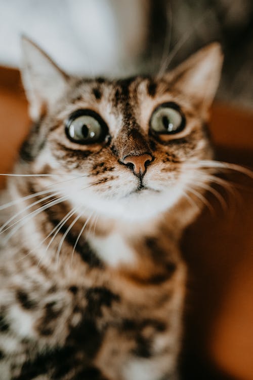 Brown Tabby Cat in Close Up Photography