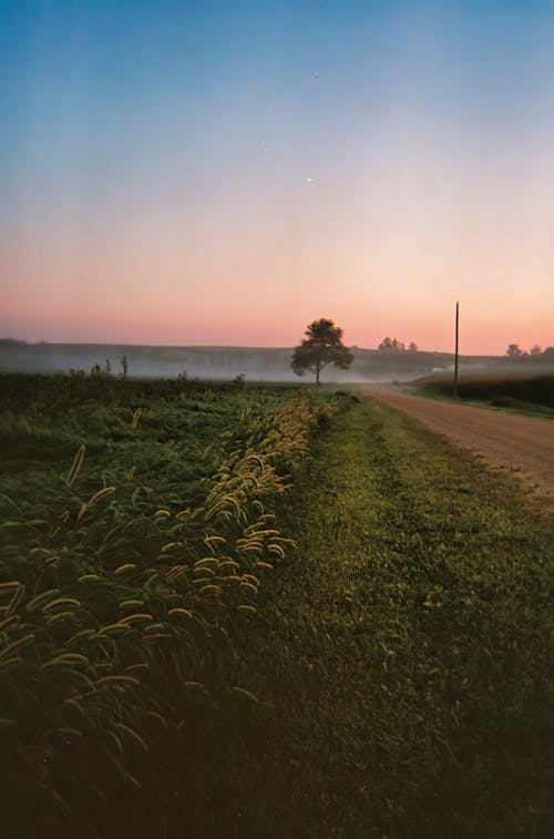 Field and Dirt Road at Sunset