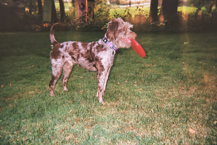 Dog In Park Holding Red Frisbie In Mouth