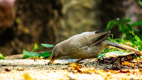 Free stock photo of animal, bird, eat