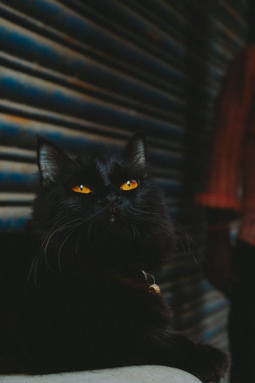 Black Cat Sitting on Chair