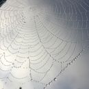 Spider Web With Water Droplets