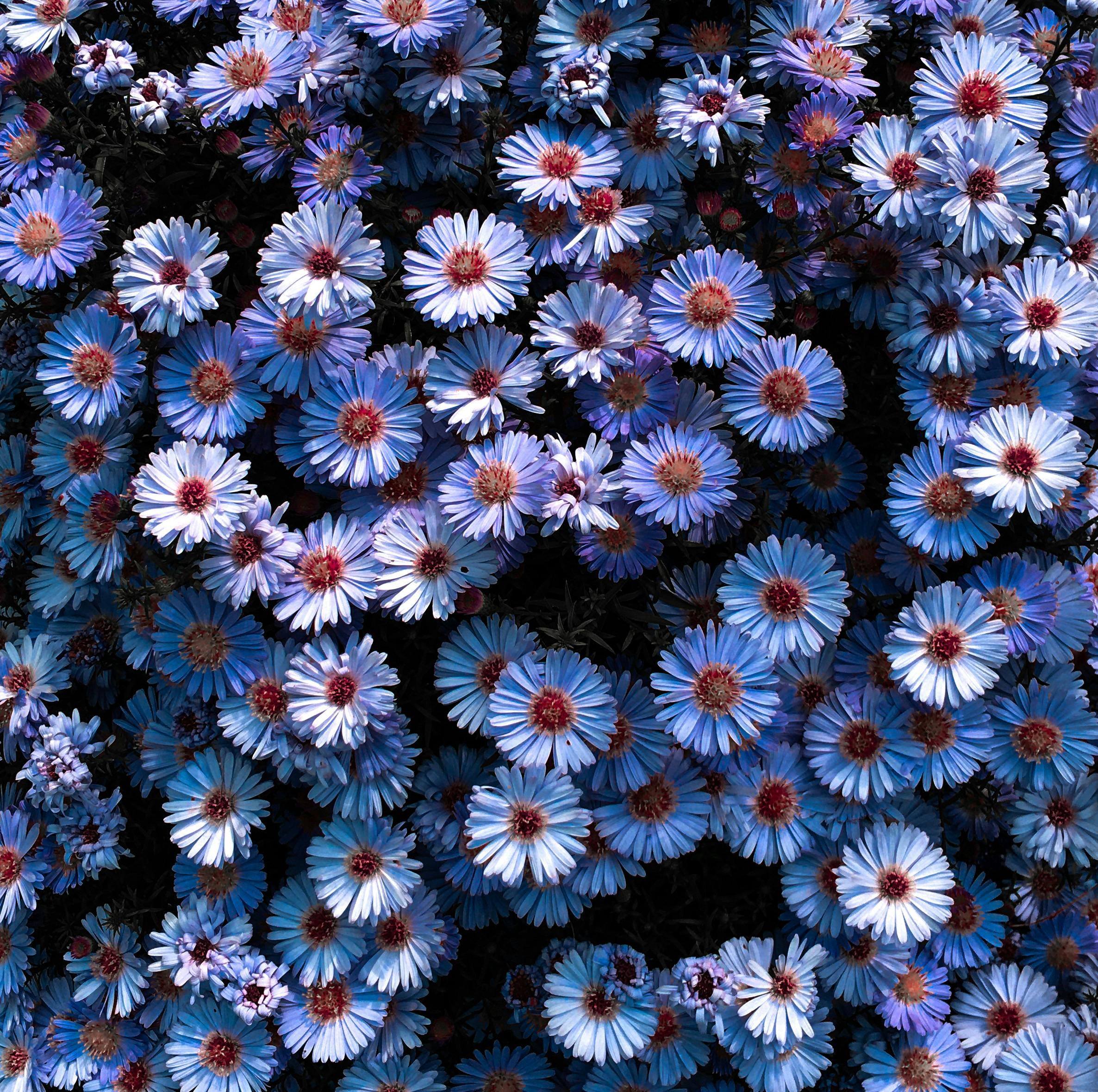 Photo of Blue Flowers · Free Stock Photo