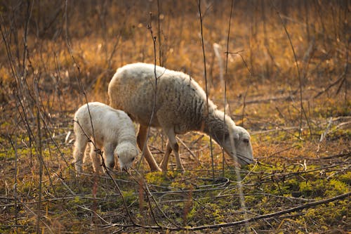 Foto profissional grátis de bebê, mãe, mundo das ovelhas