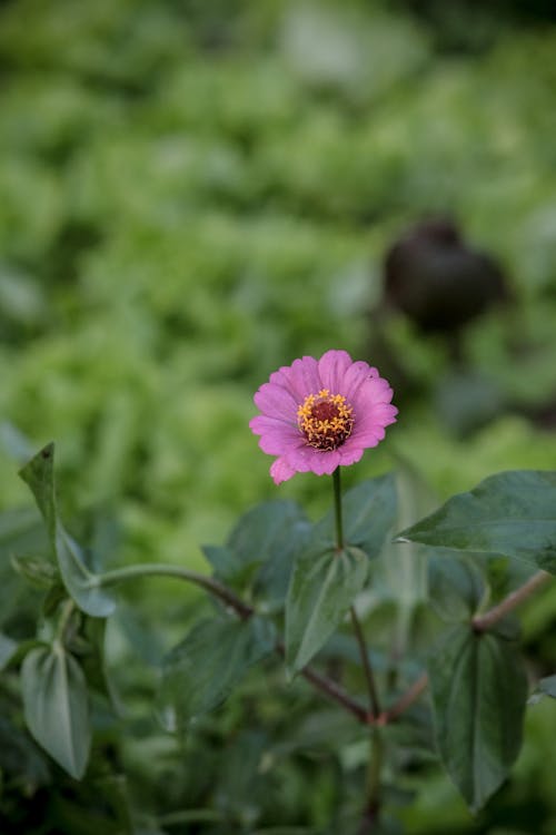 Základová fotografie zdarma na téma cínie, detail, fialová kytka