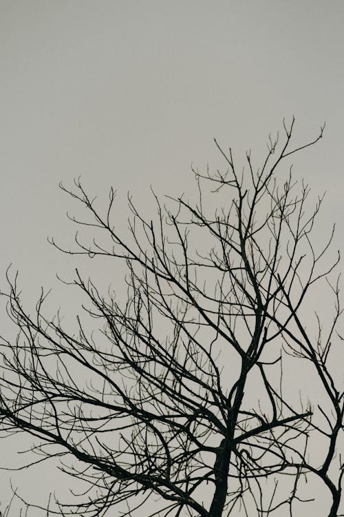 Gratis Fotos de stock gratuitas de árbol desnudo, árbol sin hojas, blanco y negro Foto de stock