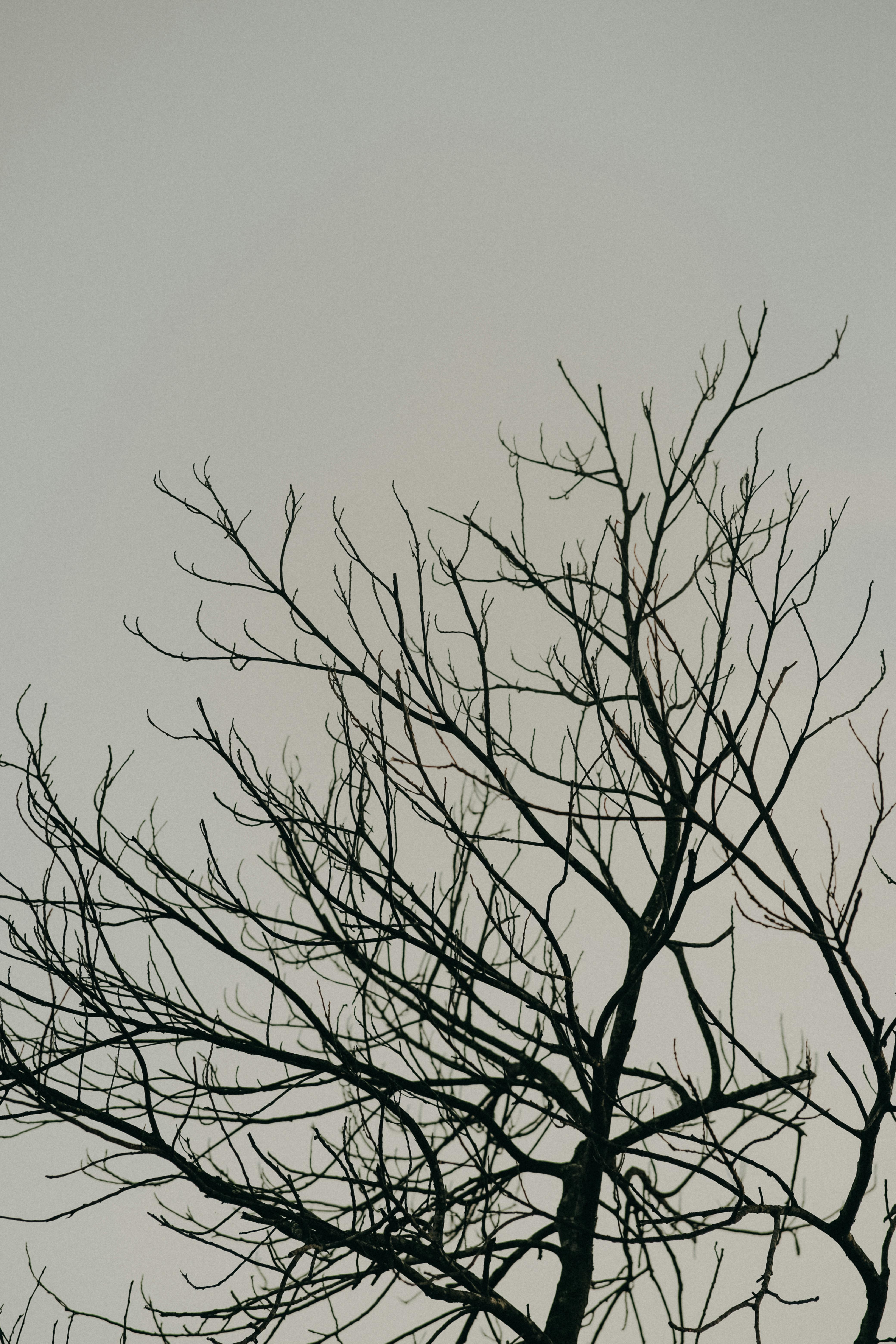 Grayscale Photography Of Eerie Treee · Free Stock Photo