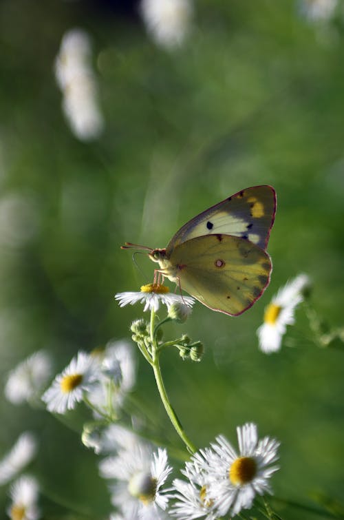 A Butterfly on a Flower