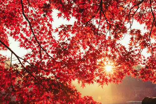 Autumn Leaves Under the Sun