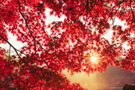 Sunlight streaming through vibrant red maple leaves in a serene autumn setting.