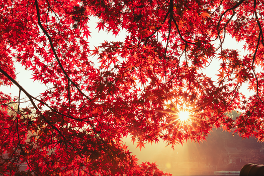 Sunlight streaming through vibrant red maple leaves in a serene autumn setting.