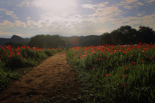 Free Unpaved Pathway Between a Field of Red Flowers  Stock Photo