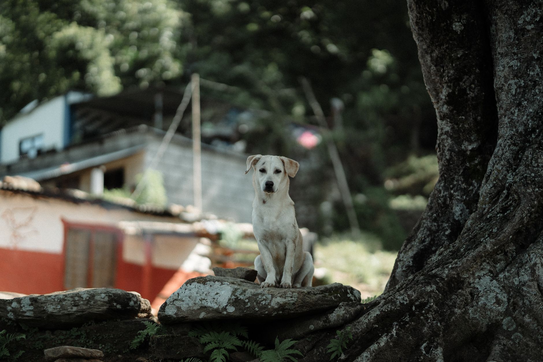 Portrait of a dog at a veterinary clinic