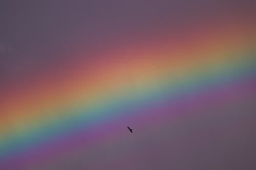 Foto profissional grátis de arco-íris, ave, céu