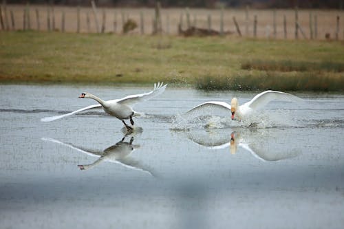 Swans in a Marsh 