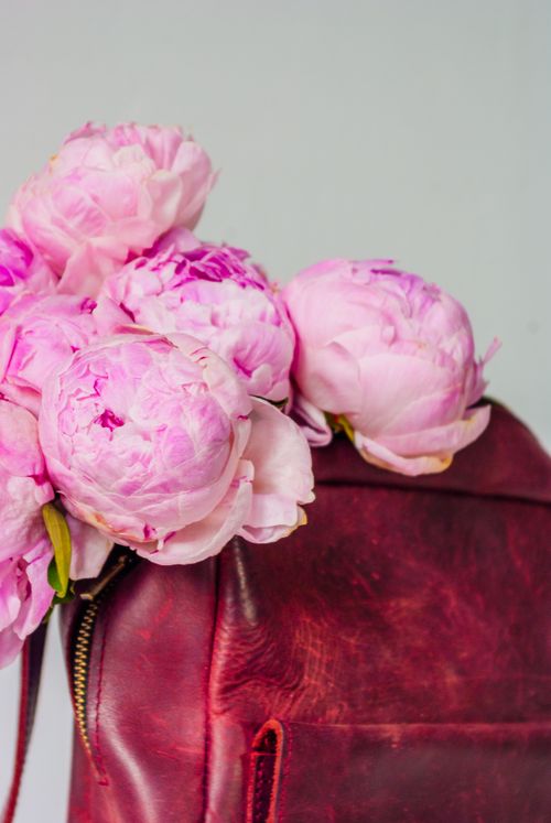 Free Elegant pink peonies beautifully arranged in a red leather bag. Perfect for floral arrangements and fashion concepts. Stock Photo