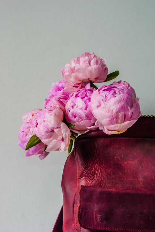 Free A beautiful arrangement of pink peonies elegantly placed in a stylish leather bag. Perfect for lifestyle and fashion themes. Stock Photo