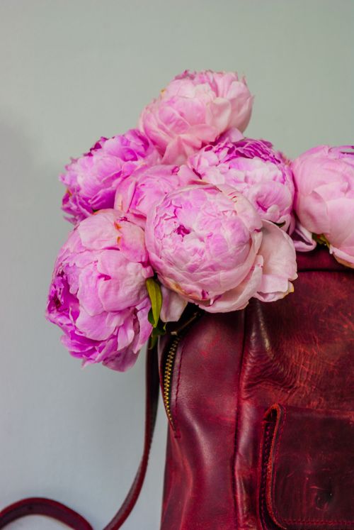 Free Pink peonies bloom beautifully in a classic red leather bag, offering floral elegance. Stock Photo