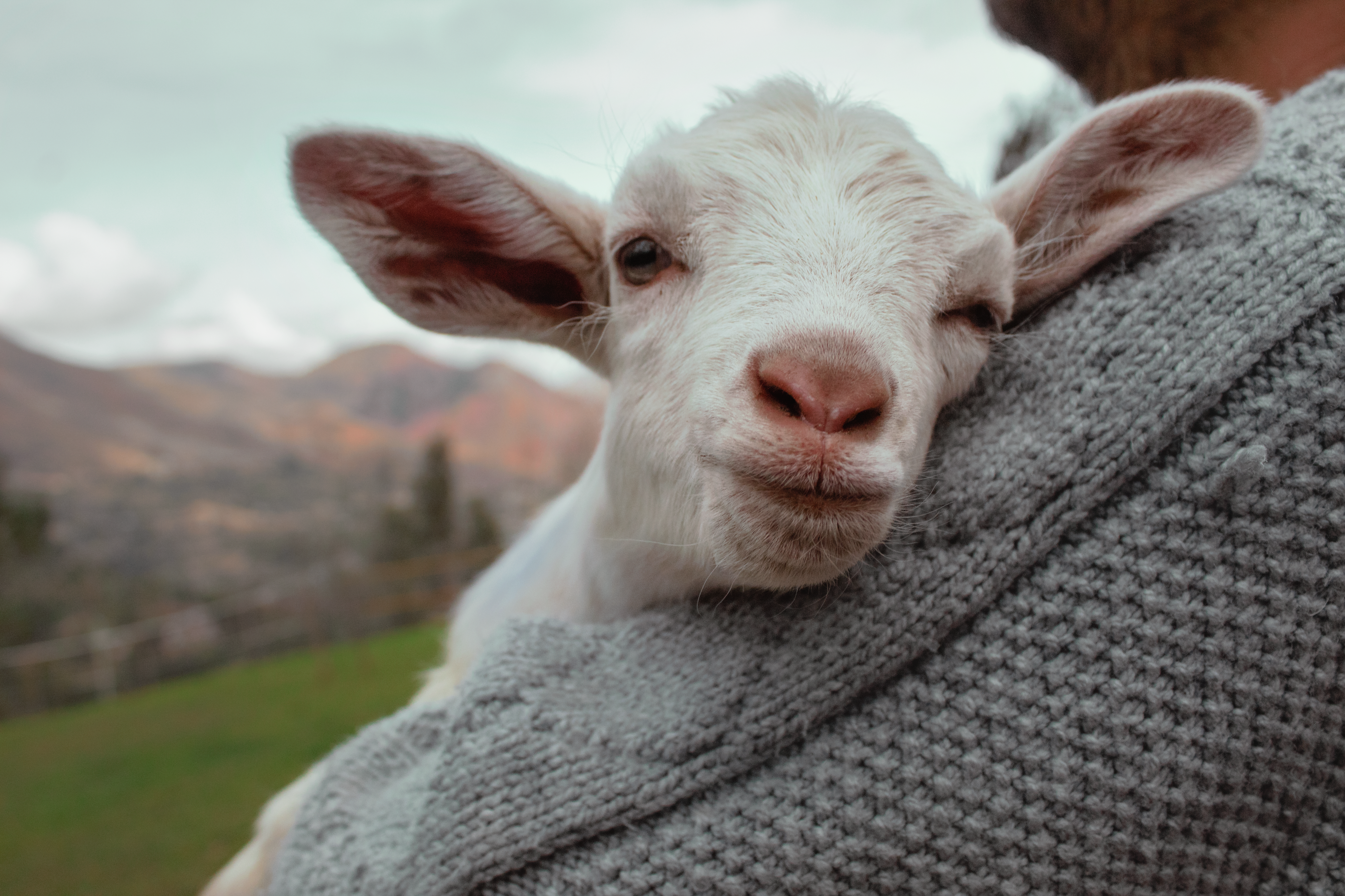 Animal Care Services Offers Pet Safety Tips for Easter — Photo by Frágil y fugaz on Pexels