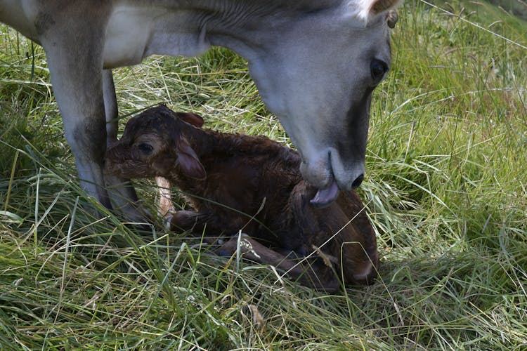 A Newborn Cow On The Grass