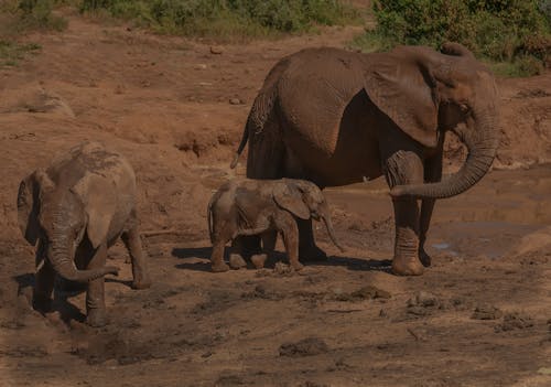 Foto d'estoc gratuïta de Àfrica, animals, elefants