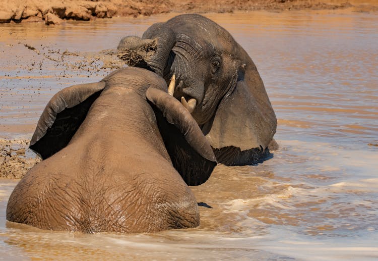 Elephants Playing In Mud