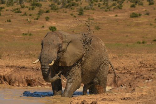 Free A majestic African elephant splashing mud in a savanna pool in South Africa. Stock Photo