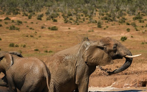 Free Photo of Wet Elephants Stock Photo