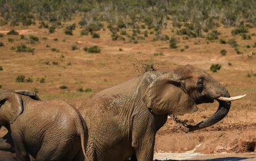 Free African elephants enjoying a mud bath in South Africa's savanna, showcasing wildlife behavior. Stock Photo