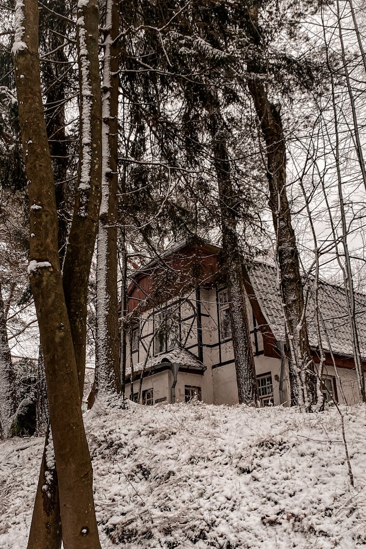 Trees And Snow Around A House