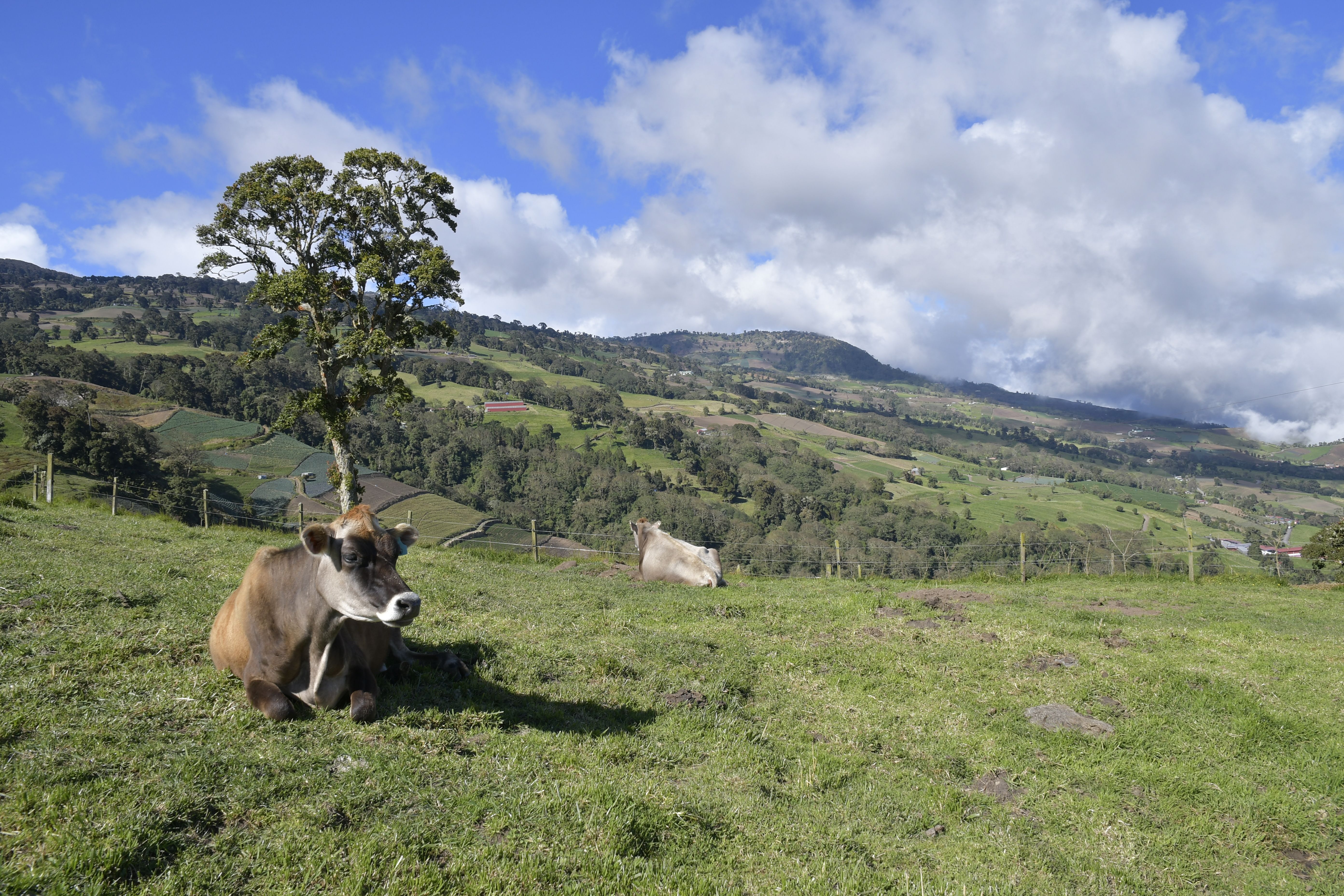 Peaceful cows resting on a lush green pasture in Cartago, Costa Rica with scenic mountain views.