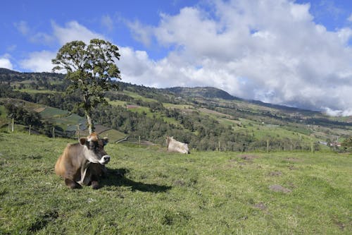 Fotos de stock gratuitas de animales de granja, fotografía de animales, ganados