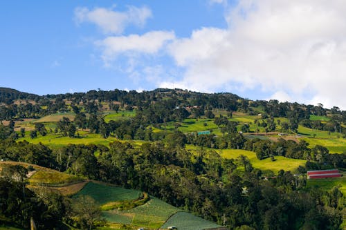 Green Trees on Green Grass Field Under Blue Sky and White Clouds