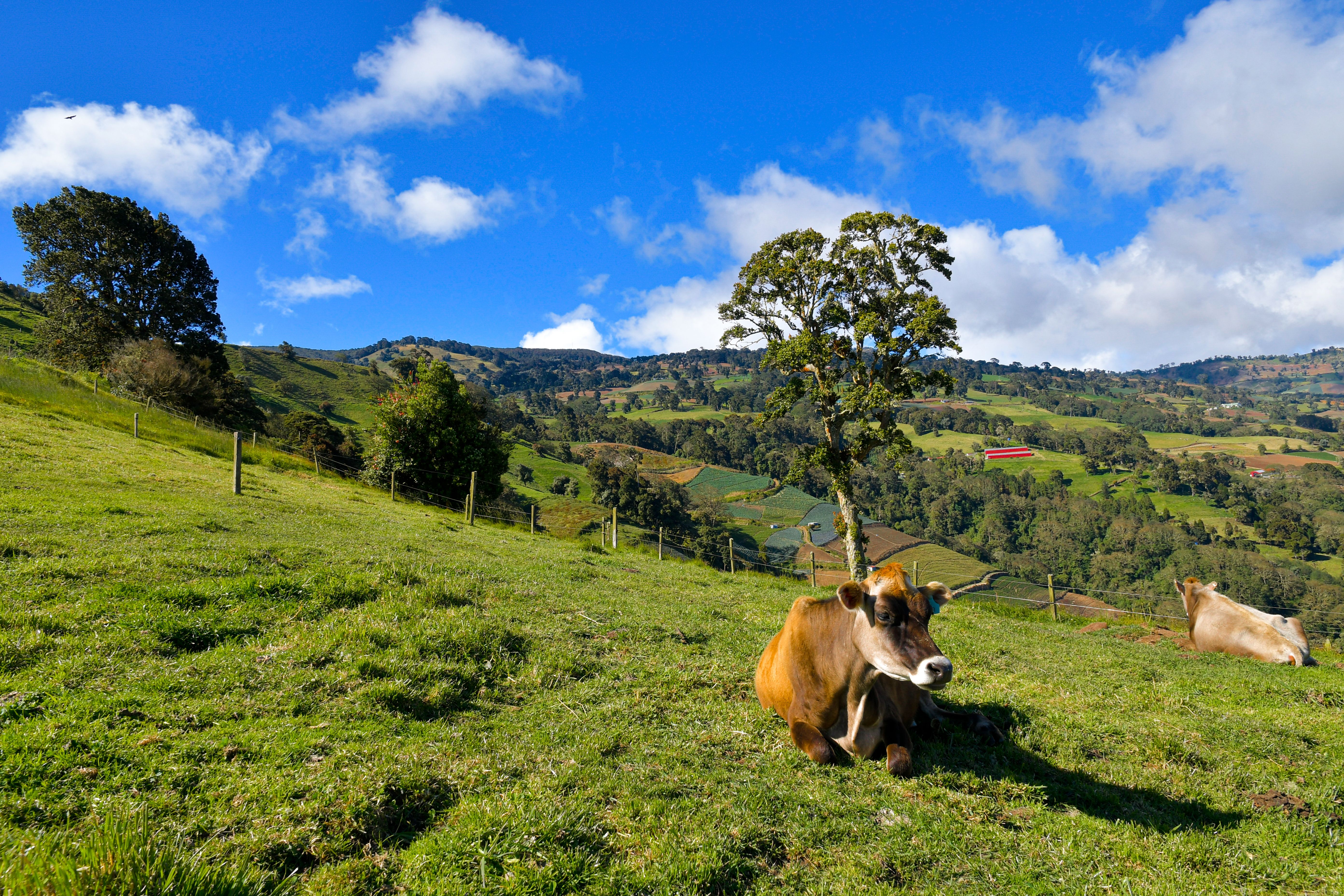Tranquil rural landscape featuring cows in a lush pasture in Costa Rica.