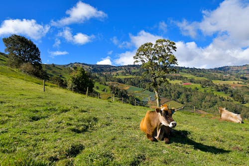 動物の写真, 家畜, 牛の無料の写真素材