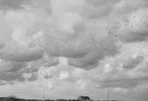 Grayscale Photo of Birds Flying Under Cloudy Sky