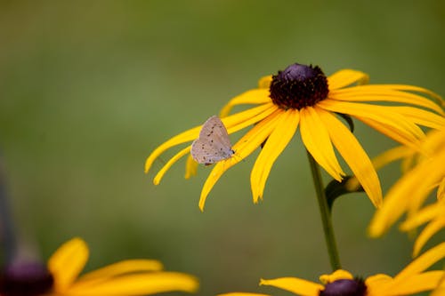Ảnh lưu trữ miễn phí về cánh hoa, Con bướm, hệ thực vật
