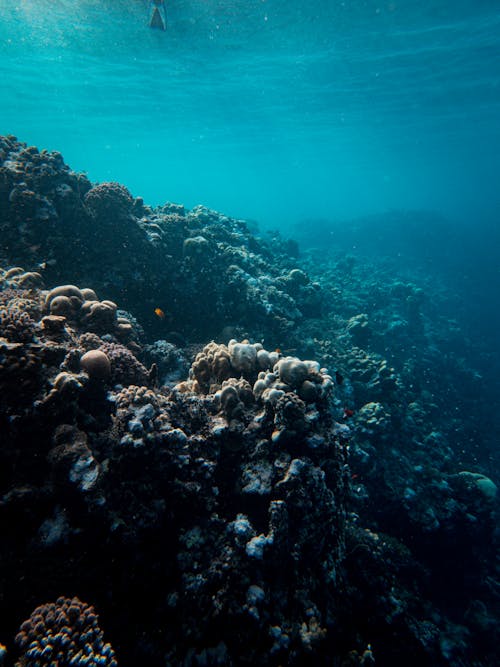 Free Underwater View of Sea Stock Photo