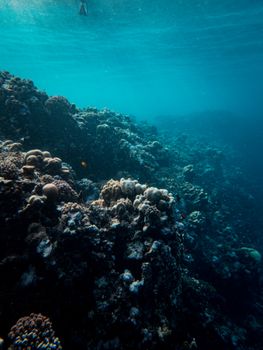 Discover the vibrant coral reef's beauty in a serene underwater setting.