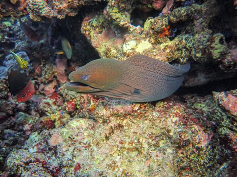 Giant moray eel among colorful corals and fish in a vivid underwater landscape.