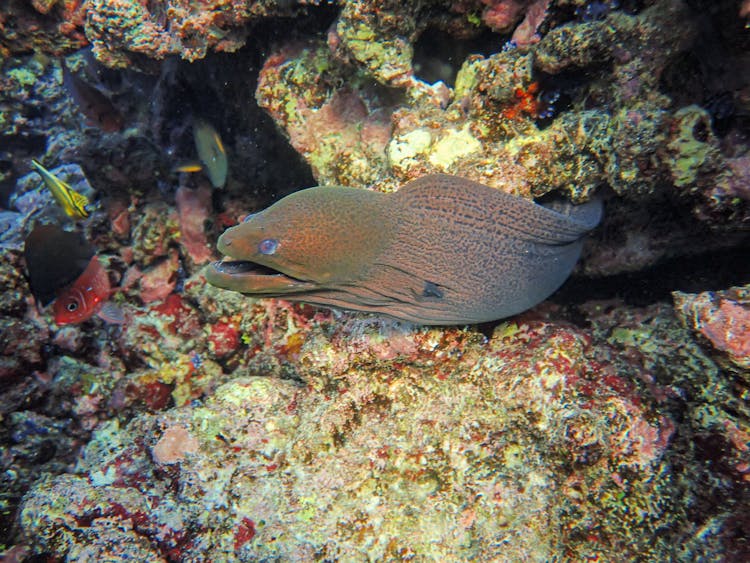 Giant Moray On Coral Reef